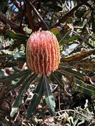 23rd Apr 2021 - Banksia menziesii