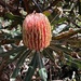 Banksia menziesii by pusspup