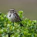 Song Sparrow by nicoleweg