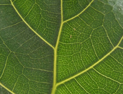 23rd Apr 2021 - House plant leaf,