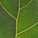 House plant leaf, by ianjb21