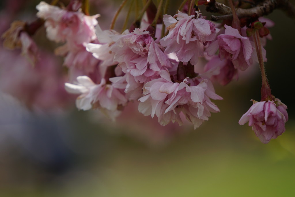  cherry blossom by quietpurplehaze