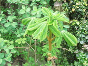 24th Apr 2021 - New leaves on the Horse Chestnut tree. Turrets Garden