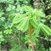 New leaves on the Horse Chestnut tree. Turrets Garden by grace55