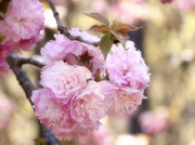 25th Apr 2021 - Last of the kwanzan cherry tree blossoms...