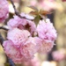 Last of the kwanzan cherry tree blossoms... by marlboromaam