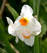 24th Apr 2021 - Orange Centred Daffodils