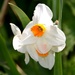 Orange Centred Daffodils by arkensiel