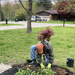 Planting a Tree by cdonohoue