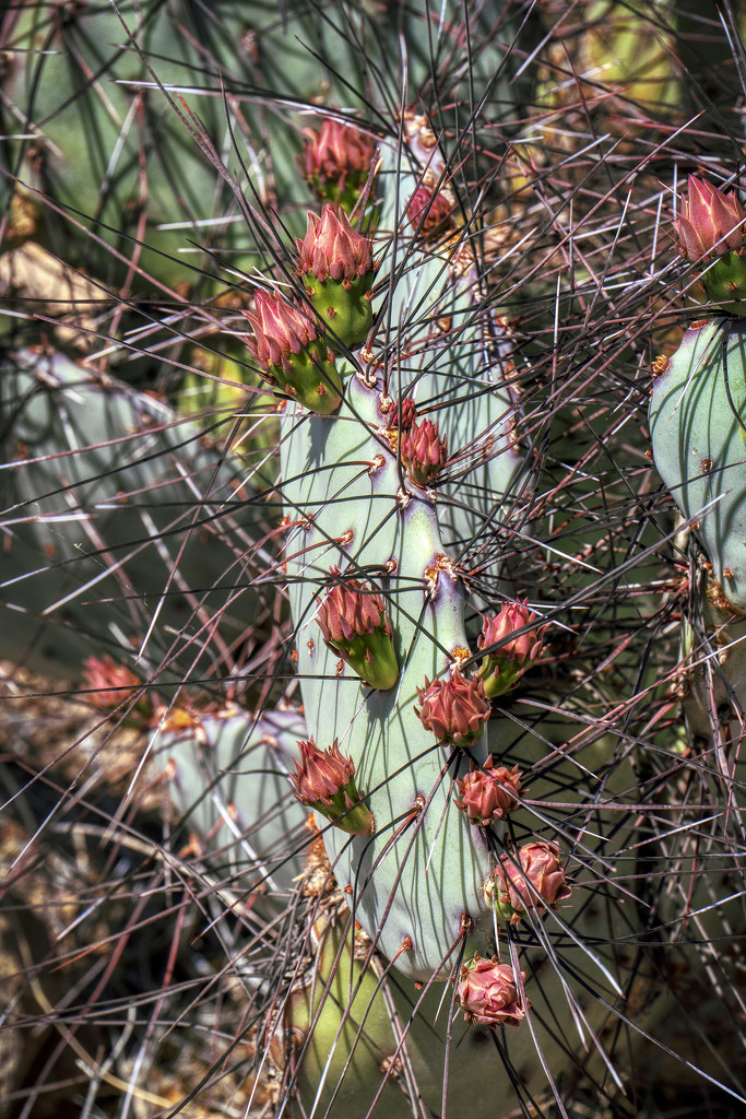 Cactus Blooms by kvphoto