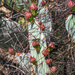 Cactus Blooms by kvphoto