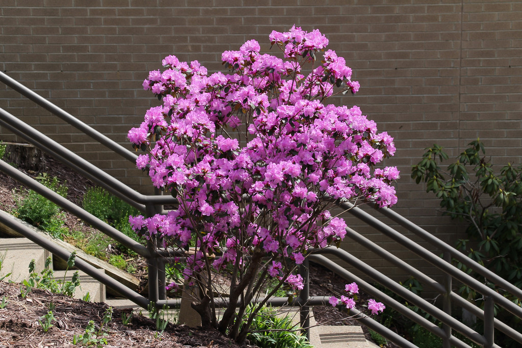 Azalea bush by mittens