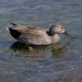 GADWALL IN THE SHALLOWS by markp