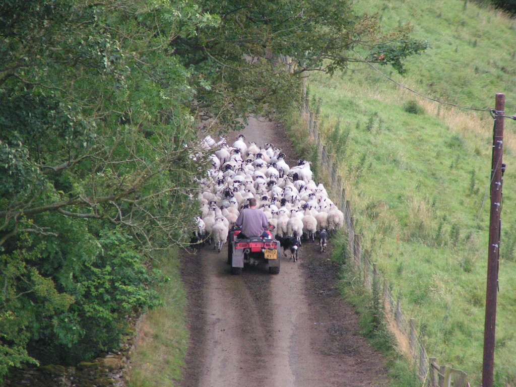 Driving the sheep - literally by peadar