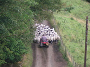 24th Apr 2021 - Driving the sheep - literally