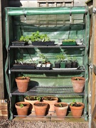 14th Apr 2021 -  My New Mini Greenhouse 