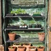 My New Mini Greenhouse  by susiemc