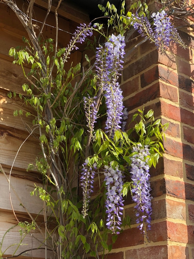  Wisteria Climbing up the House by susiemc