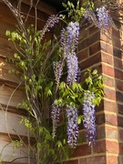 24th Apr 2021 -  Wisteria Climbing up the House