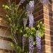  Wisteria Climbing up the House by susiemc