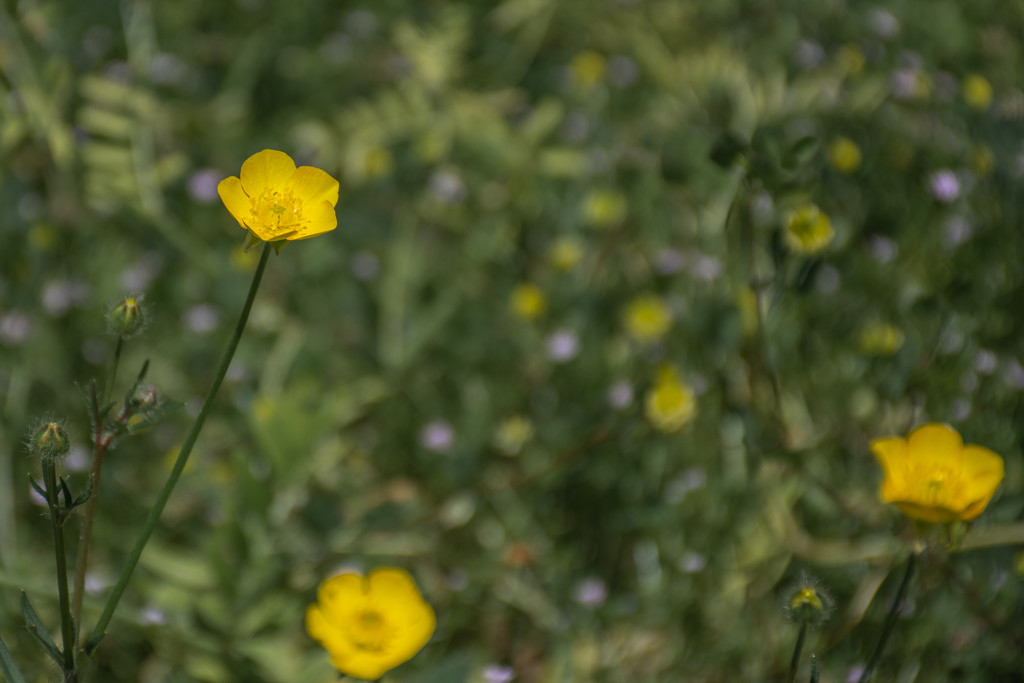 "Buttercups"... by thewatersphotos