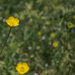 "Buttercups"... by thewatersphotos