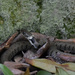 Grass snake by parisouailleurs