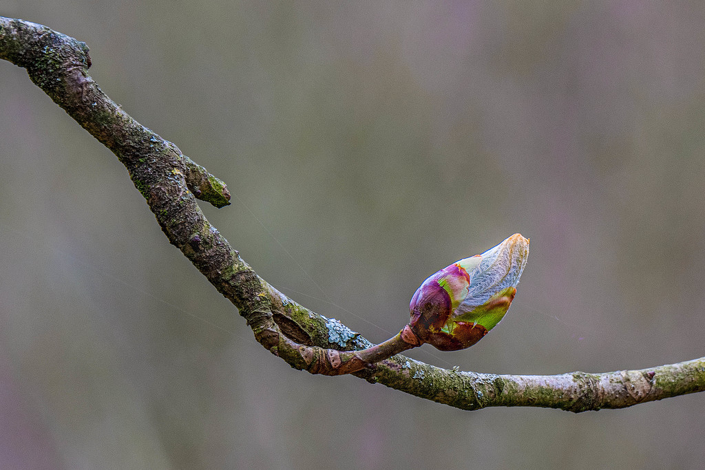 It's a tree Bud. by gamelee