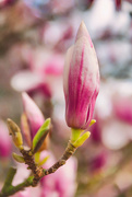 24th Apr 2021 - Magnolias - ine week later
