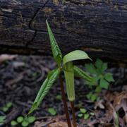 24th Apr 2021 - jack in the pulpit