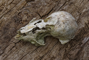 24th Apr 2021 - beaver skull