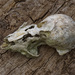 beaver skull by rminer