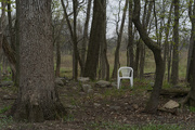 24th Apr 2021 - Throne room in the woods