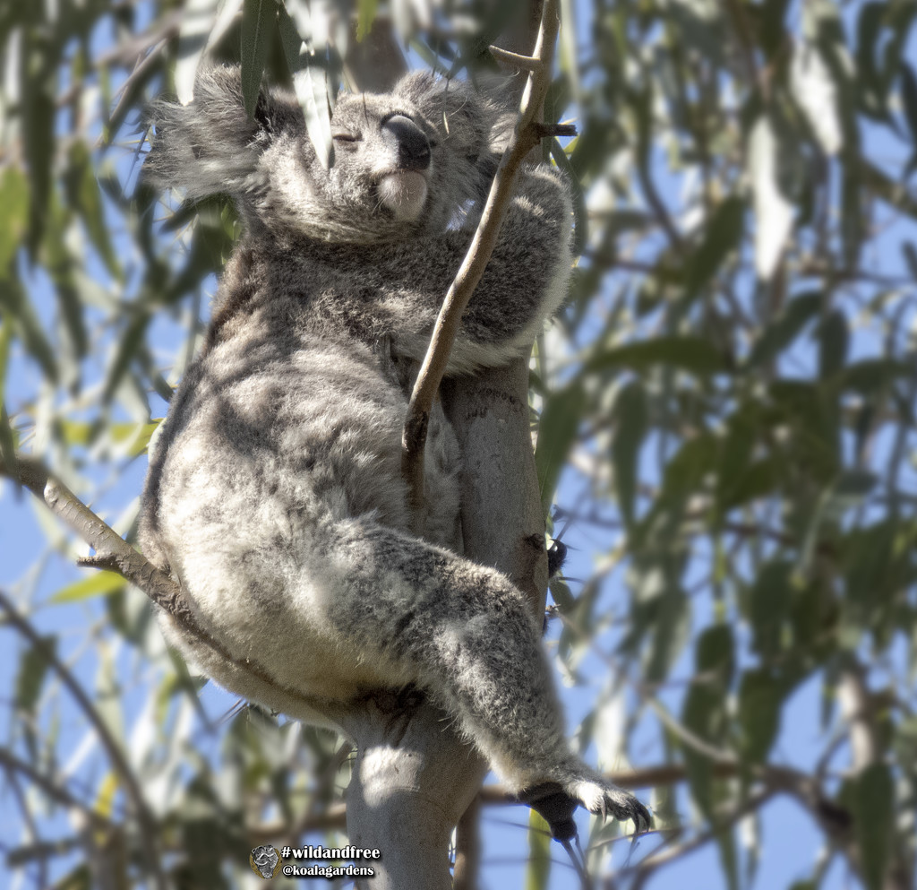 hanging about by koalagardens