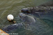 24th Apr 2021 - Manatee Family at Play