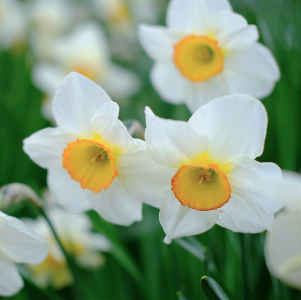 Daffodil 25 by 4rky