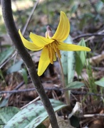 24th Apr 2021 - Trout Lily