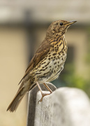 24th Apr 2021 - Songthrush