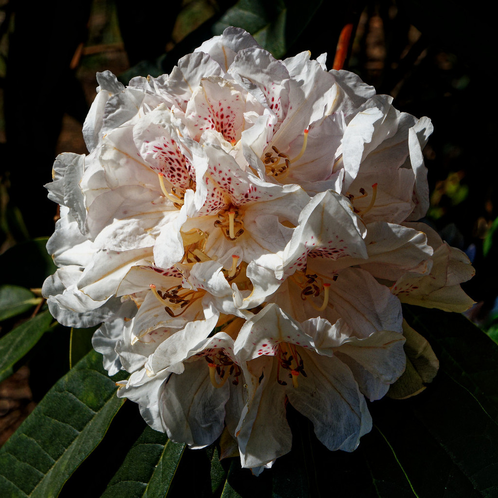 0424 - Rhododendron by bob65