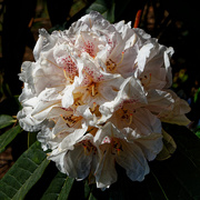 24th Apr 2021 - 0424 - Rhododendron