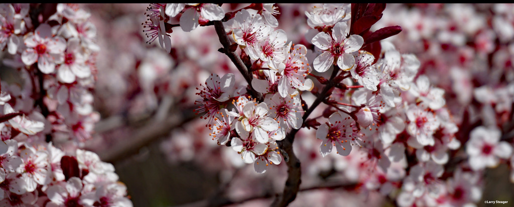 Tree blooms by larrysphotos