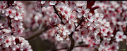 24th Apr 2021 - Tree blooms
