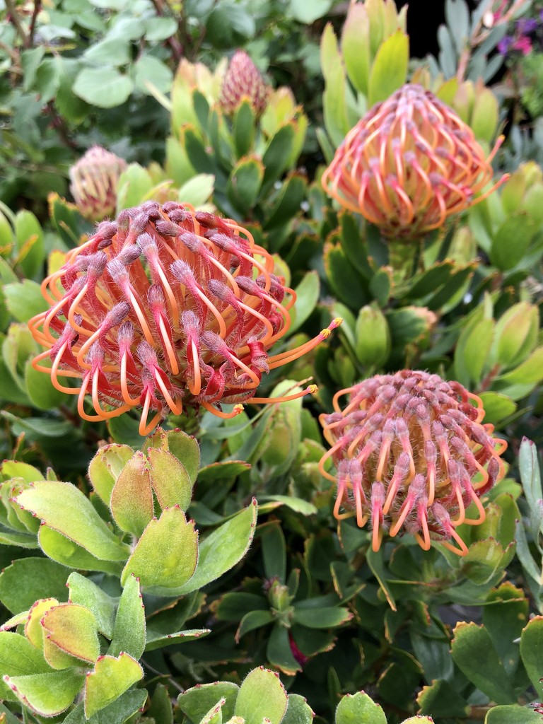 Pincushion Protea by loweygrace