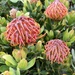 Pincushion Protea by loweygrace
