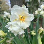 21st Apr 2021 - Narcissus 2
