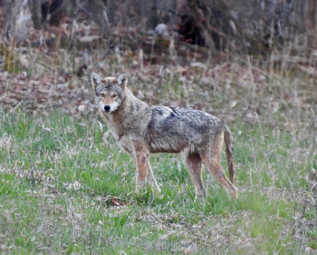 Coyote on the prowl by frantackaberry