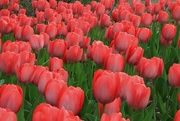 23rd Apr 2021 - Tulips