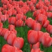 Tulips by randy23