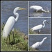 Giant Egret by markandlinda