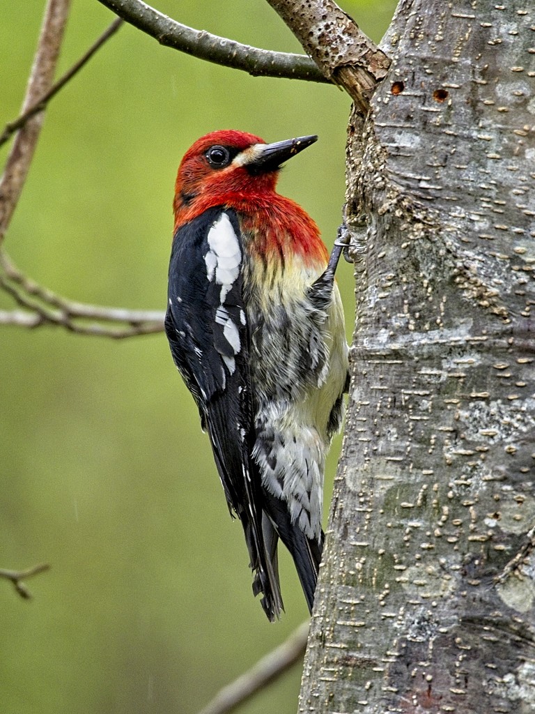 Red-breasted Sapsucker by mitchell304
